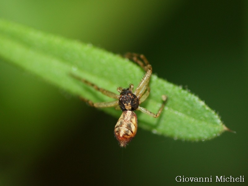 Tmarus sp. - Albano Vercellese (VC)